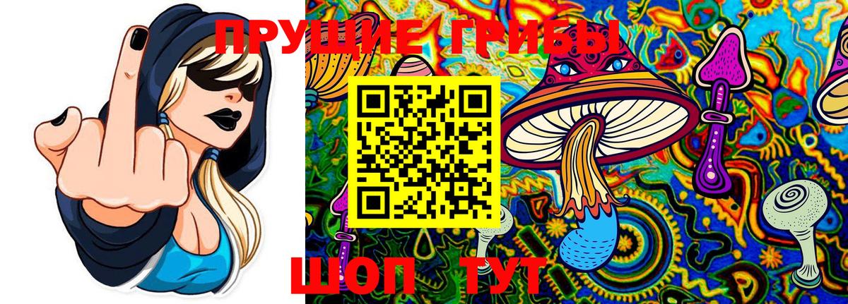 Псилоцибиновые грибы Psilocybine cubensis Сосновый Бор